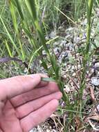 Слика од <i>Solidago virgata</i>