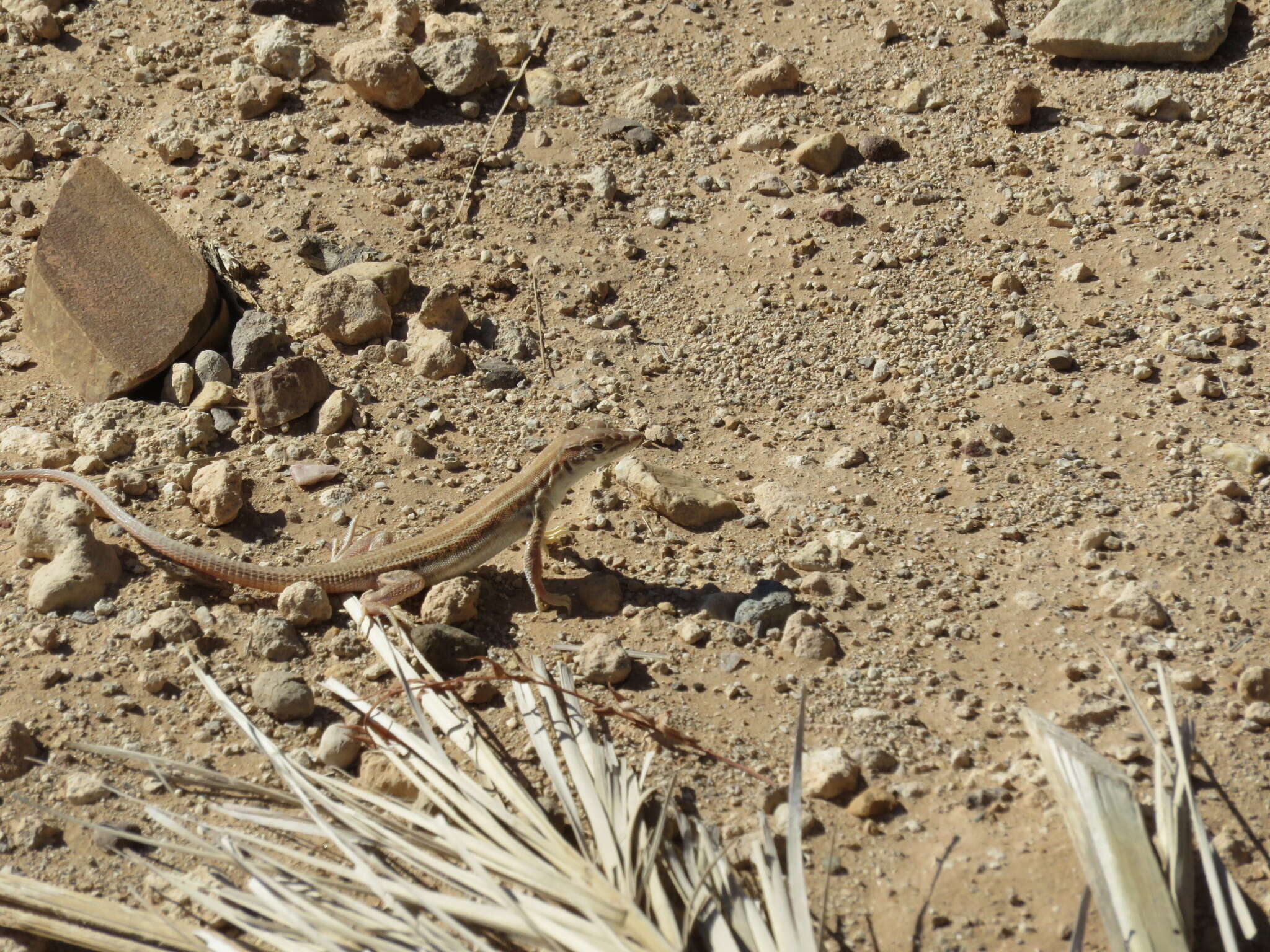 Image of Bosk’s fringe-toed lizard