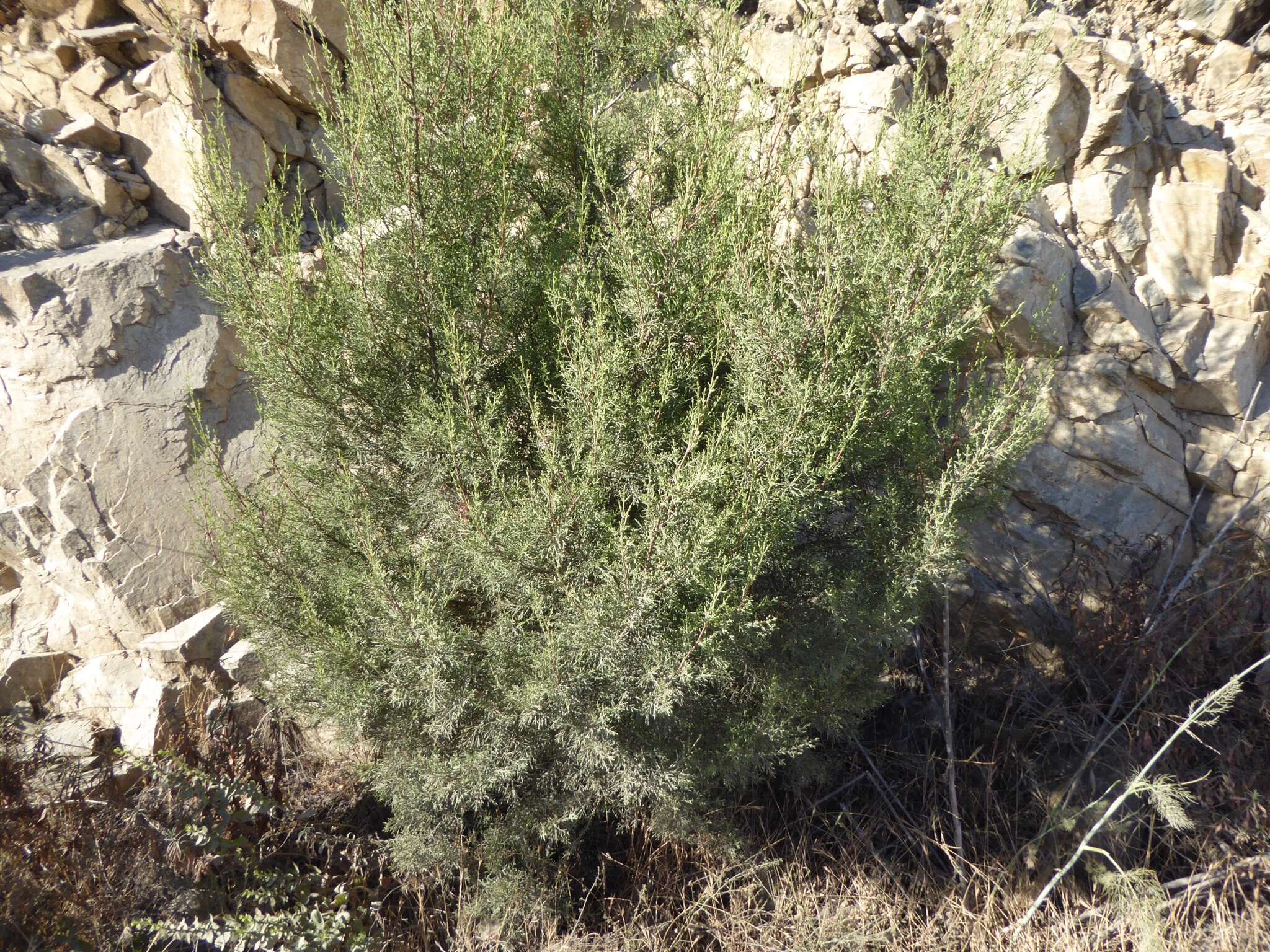 Image of Guadalupe Cypress