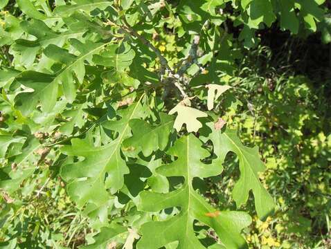 Image of Bur Oak