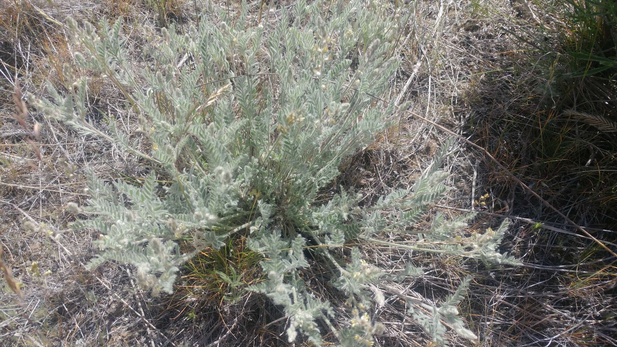 Imagem de Astragalus lyallii A. Gray