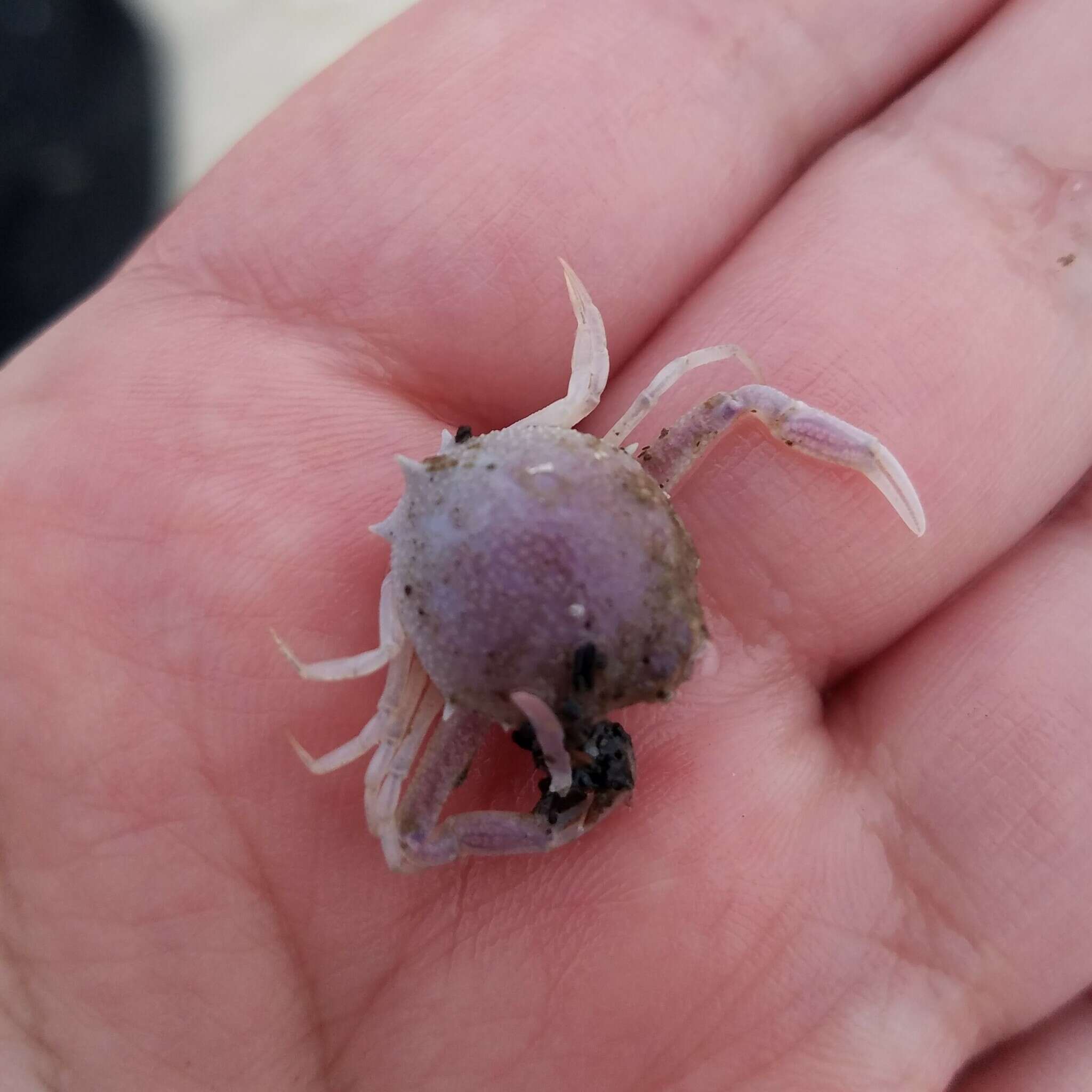 Image of pink purse crab