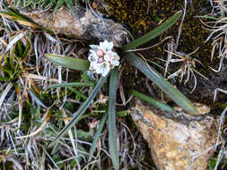 Image of Brimeura fastigiata (Viv.) Chouard