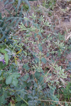 Imagem de Origanum vulgare subsp. viridulum (Martrin-Donos) Nyman