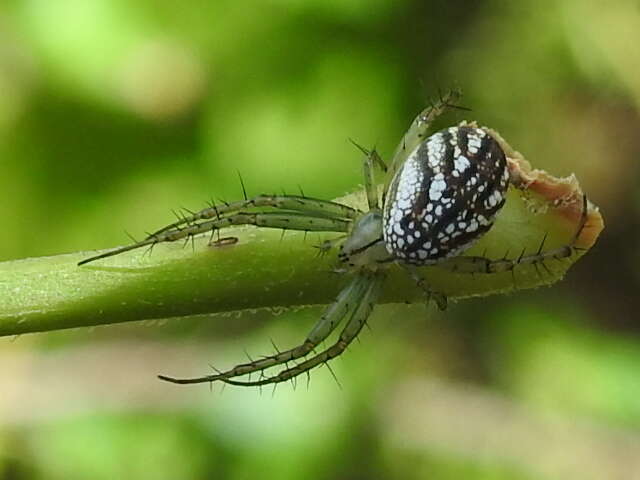 Image of Lined Orbweaver