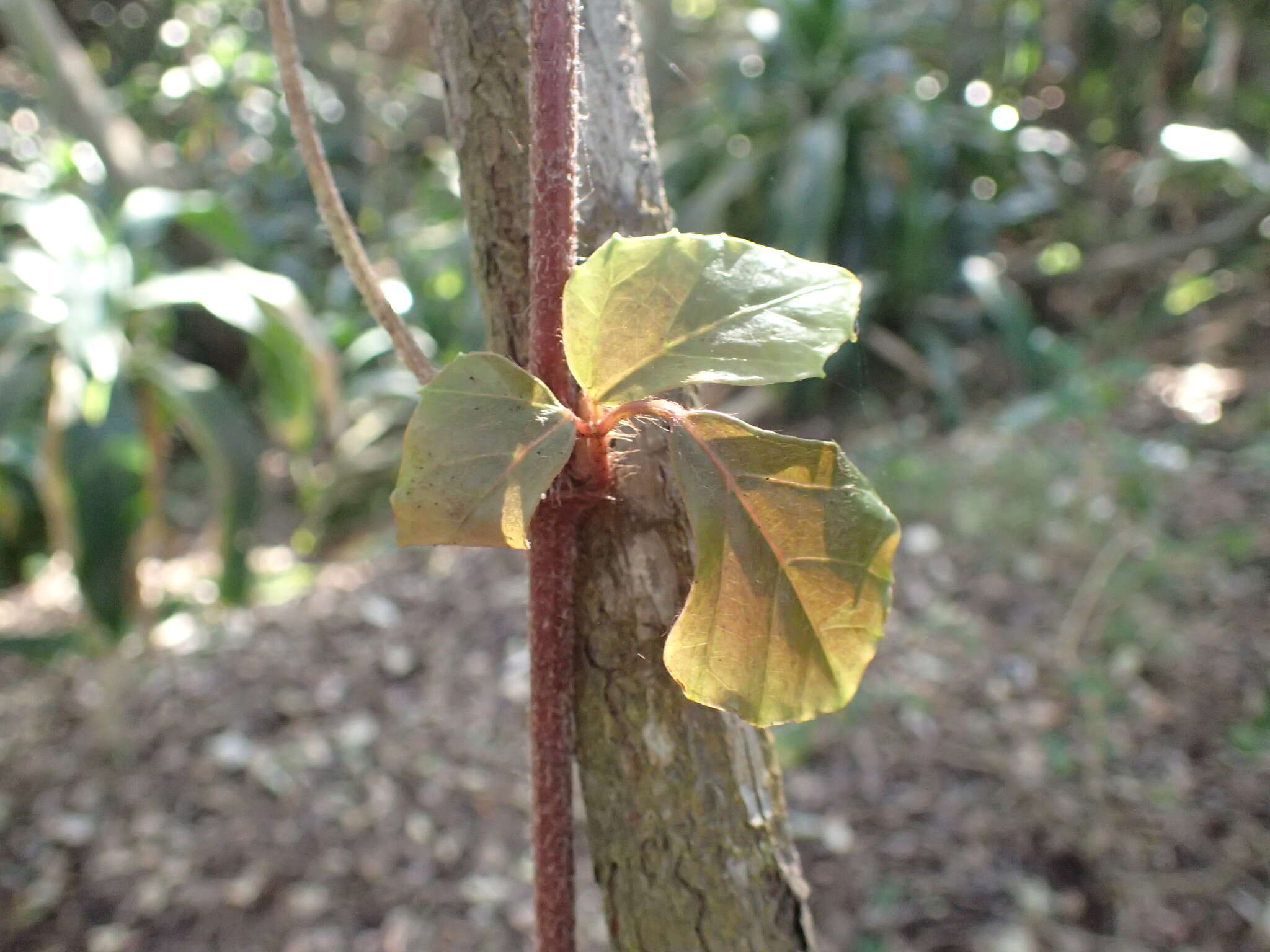 Image of Bastard forest grape