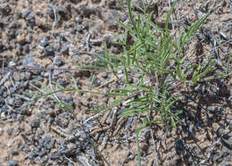 صورة Astragalus brandegeei (Rydb.) Porter