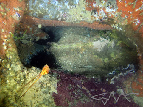 Image of Spiny Sea Urchin