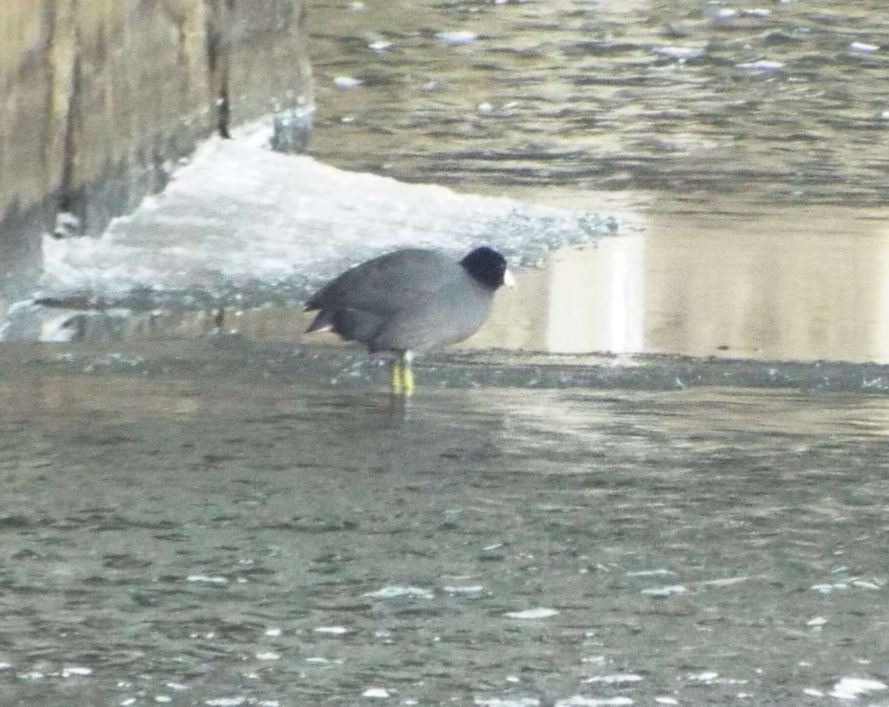 Image of North American Coot