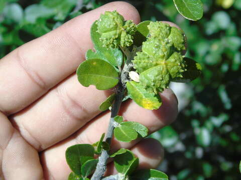 Esenbeckia hartmanii Robins. & Fernald的圖片