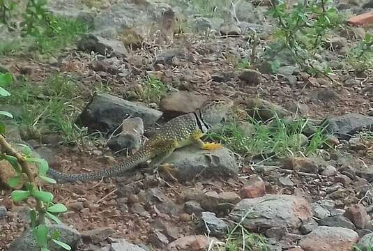 Image of Sonoran Collared Lizard