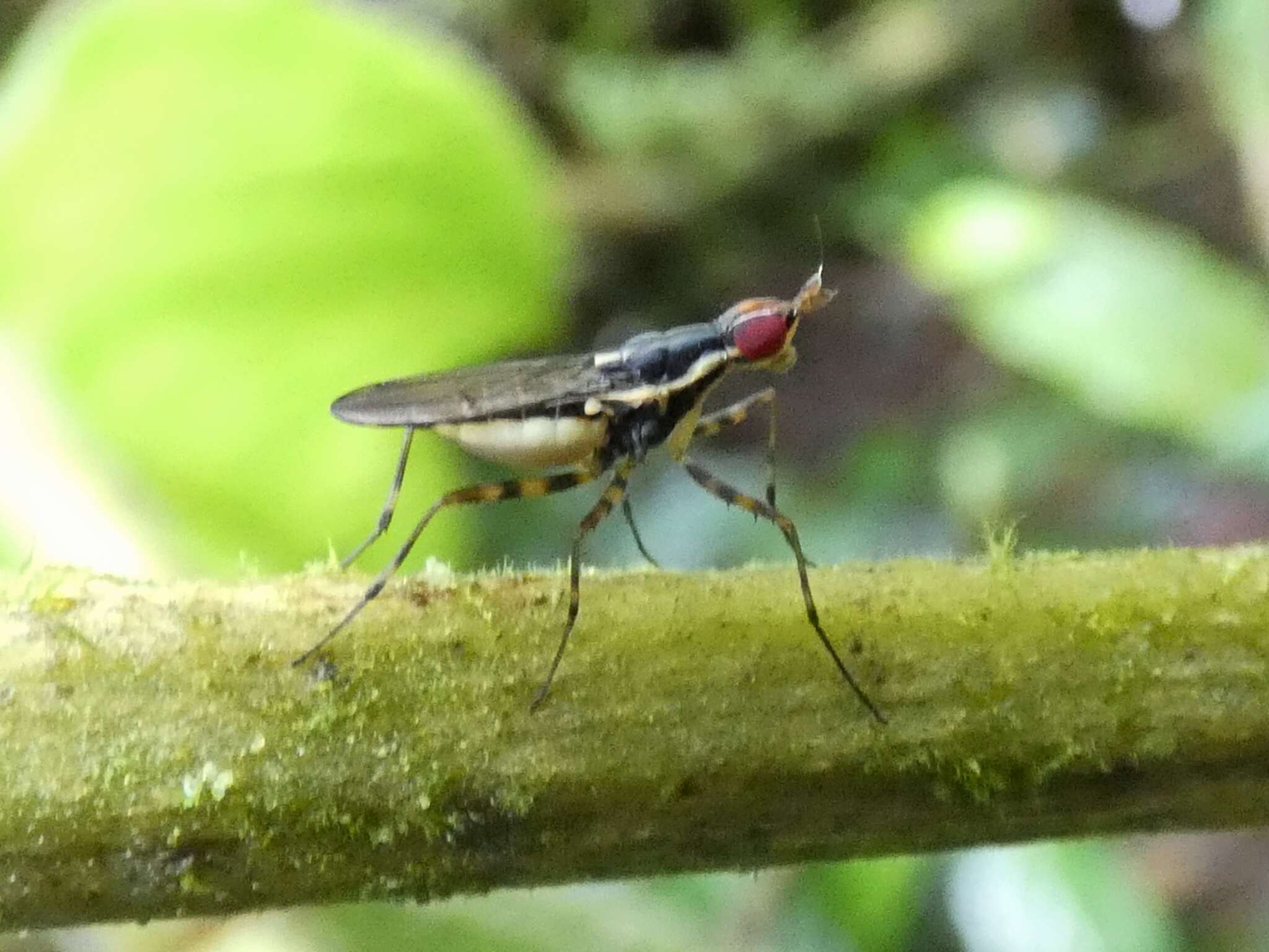 Plancia ëd Glyphidops durus (Cresson 1926)