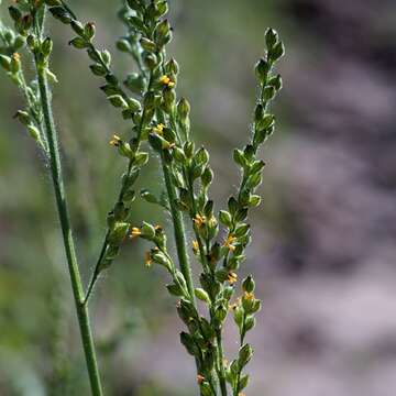 Plancia ëd Brachiaria arizonica (Scribn. & Merr.) S. T. Blake