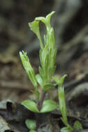 Image of Gentiana zollingeri Fawcett