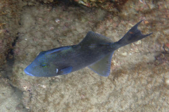 Image of Blunthead triggerfish