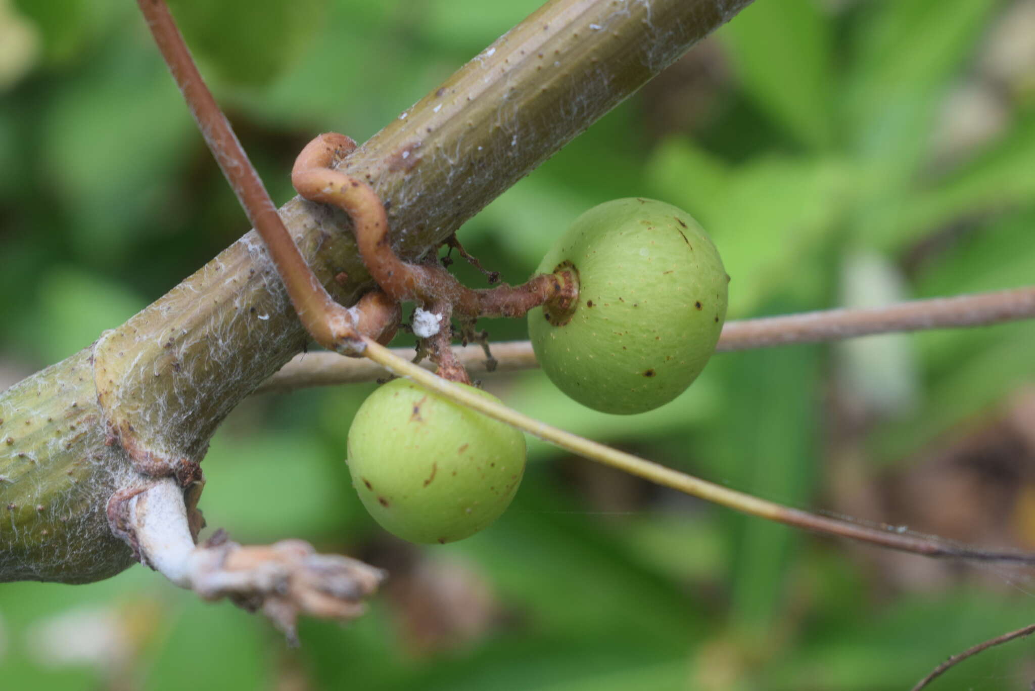 Plancia ëd Ampelocissus acapulcensis (Kunth) Planch.