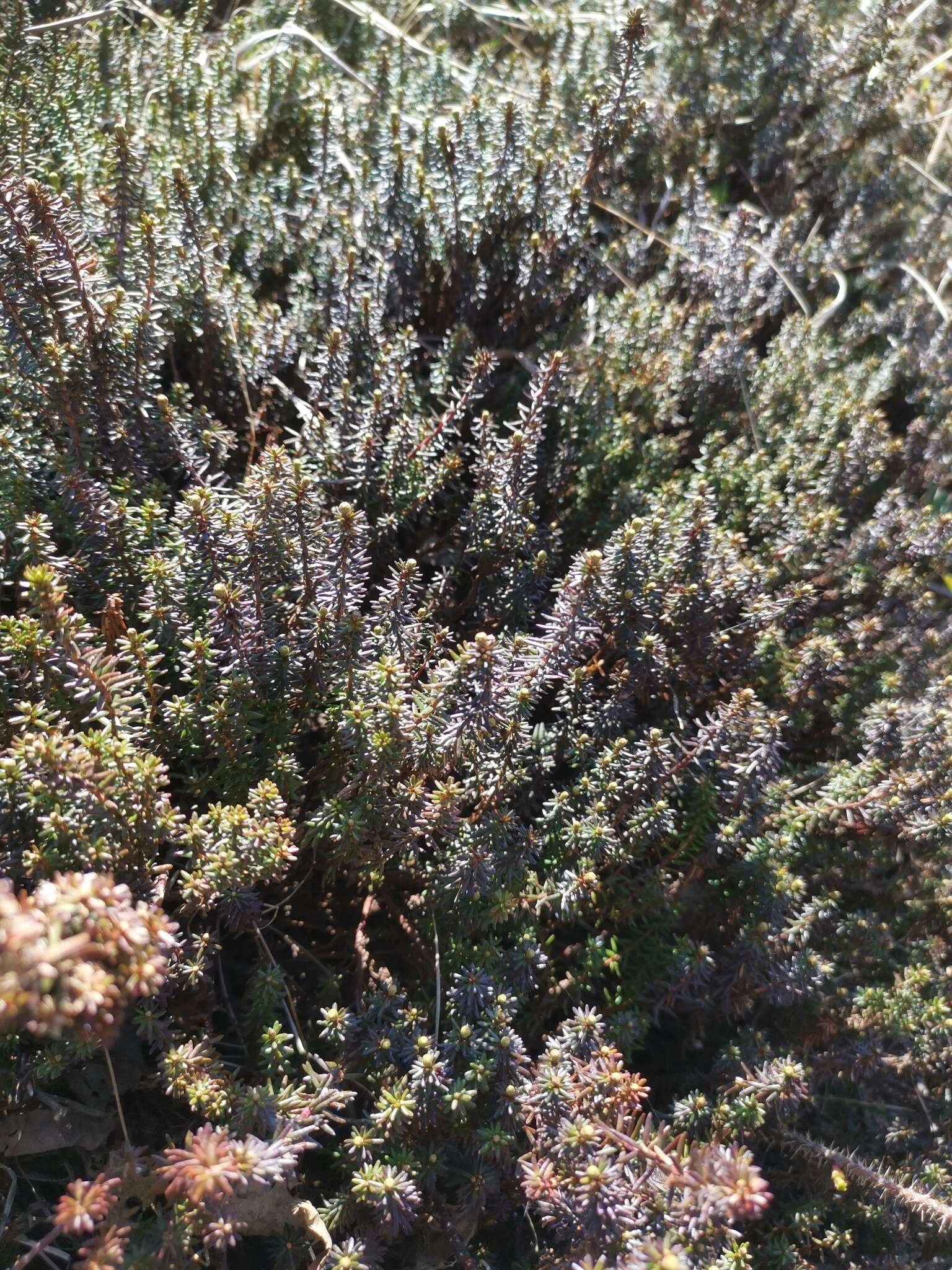 Image of Empetrum nigrum subsp. sibiricum (V. N. Vassil.) V. B. Kuvaev