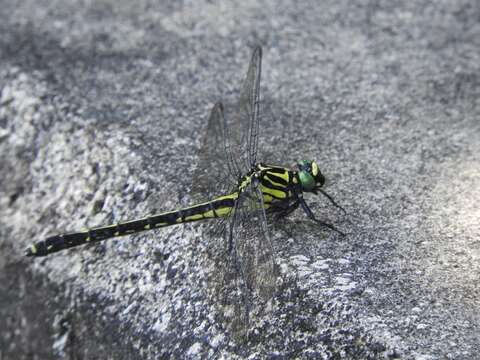 Asiagomphus melaenops (Selys 1854) resmi