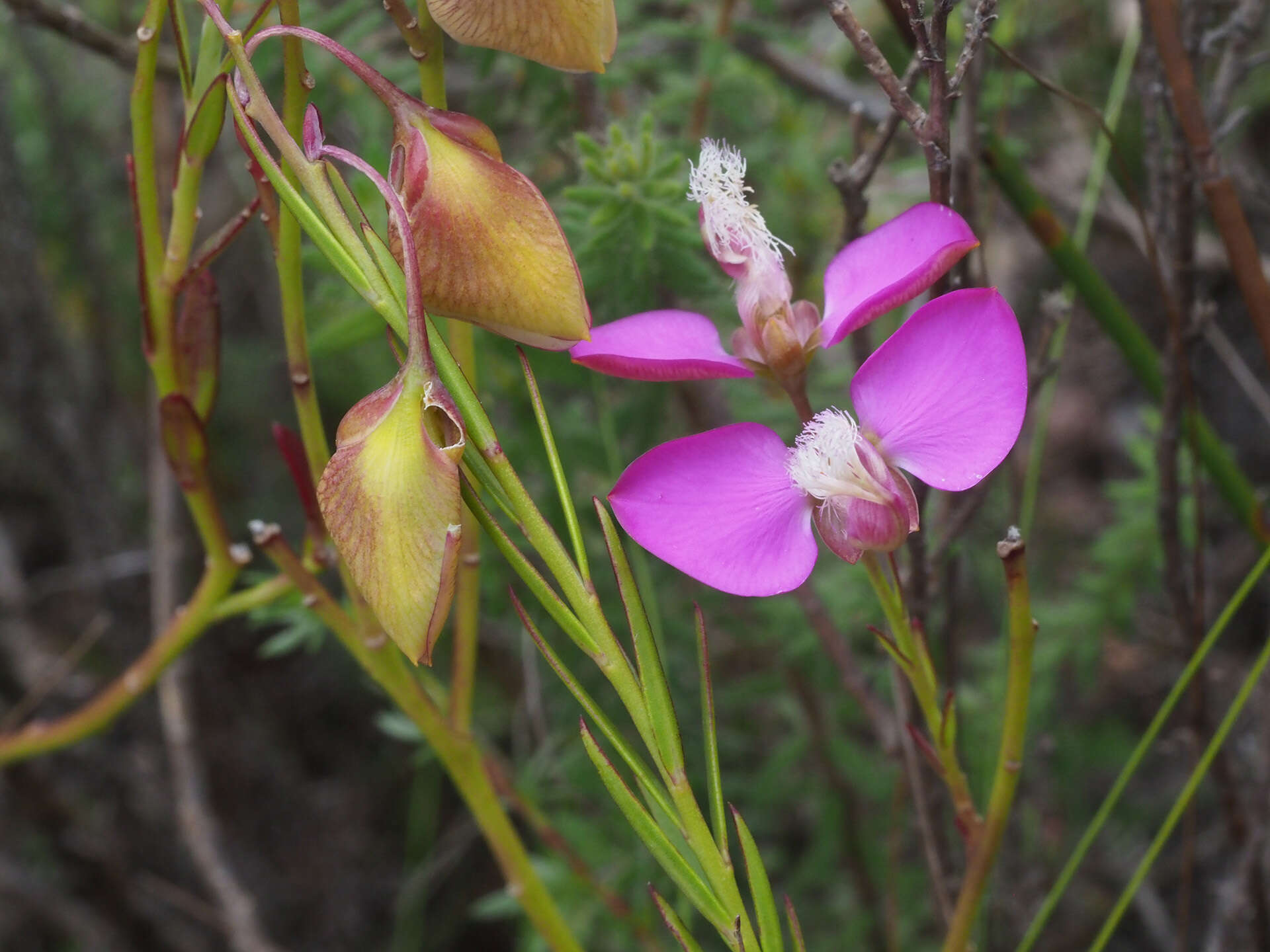 Image of Polygala bracteolata L.