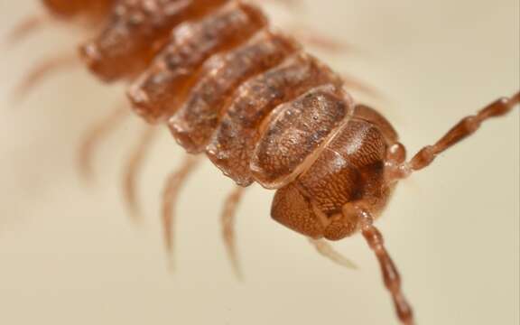 Image of Polydesmus coriaceus Porat 1870