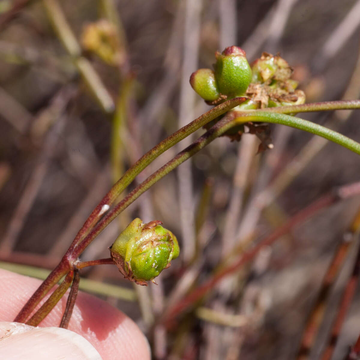 Image of Centella macrocarpa (Rich.) Adamson