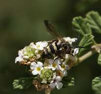 صورة Brachymelecta haitensis (Michener 1948) Jag