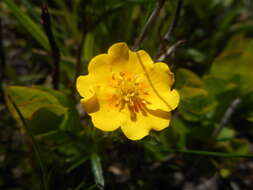 Image of Potentilla aurea L.