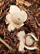 Image of Geastrum berkeleyi Massee 1889