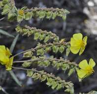 Helianthemum syriacum (Jacq.) Dum.-Courset resmi