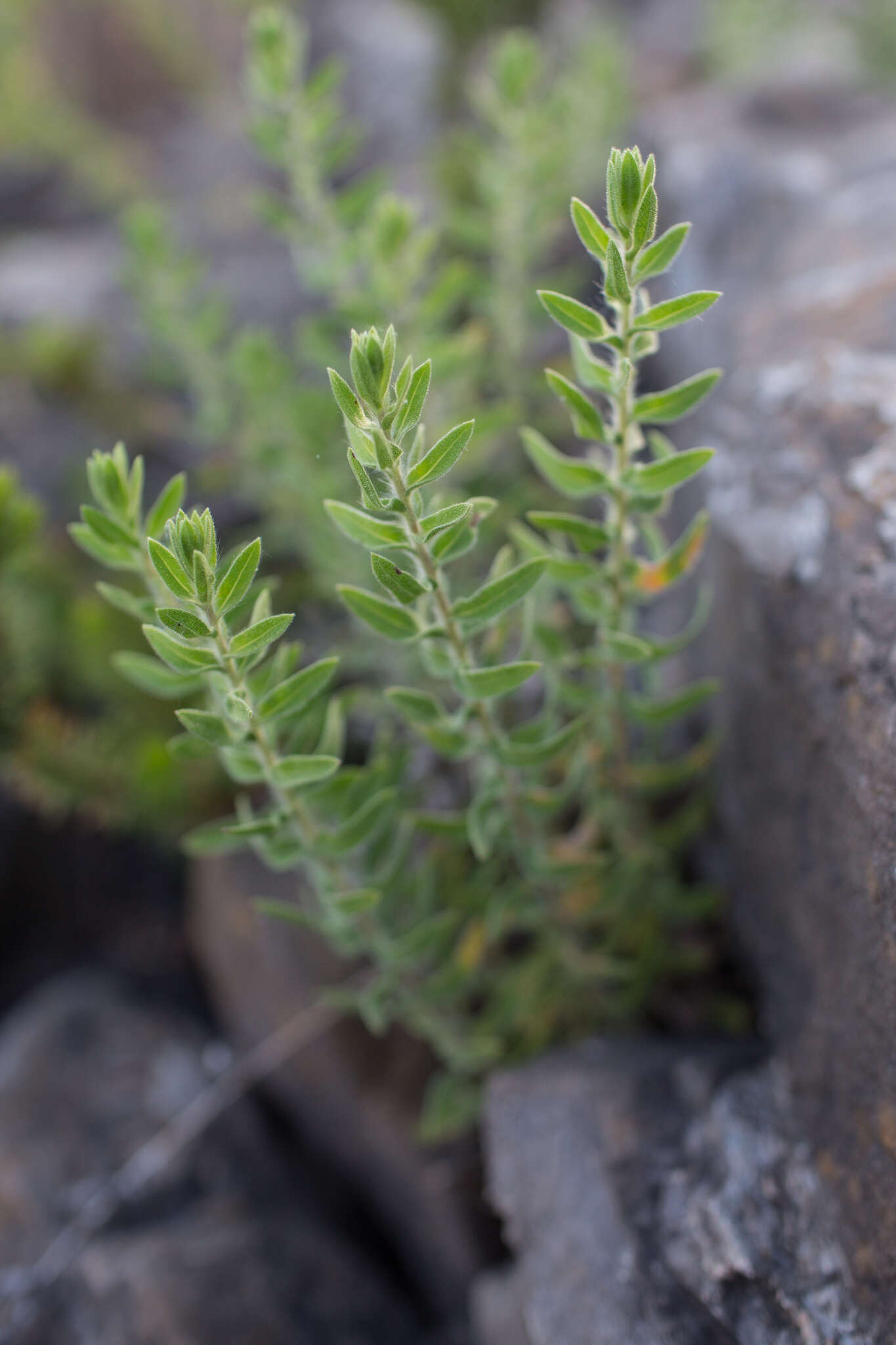 Слика од Chiliadenus glutinosus (L.) Fourr.