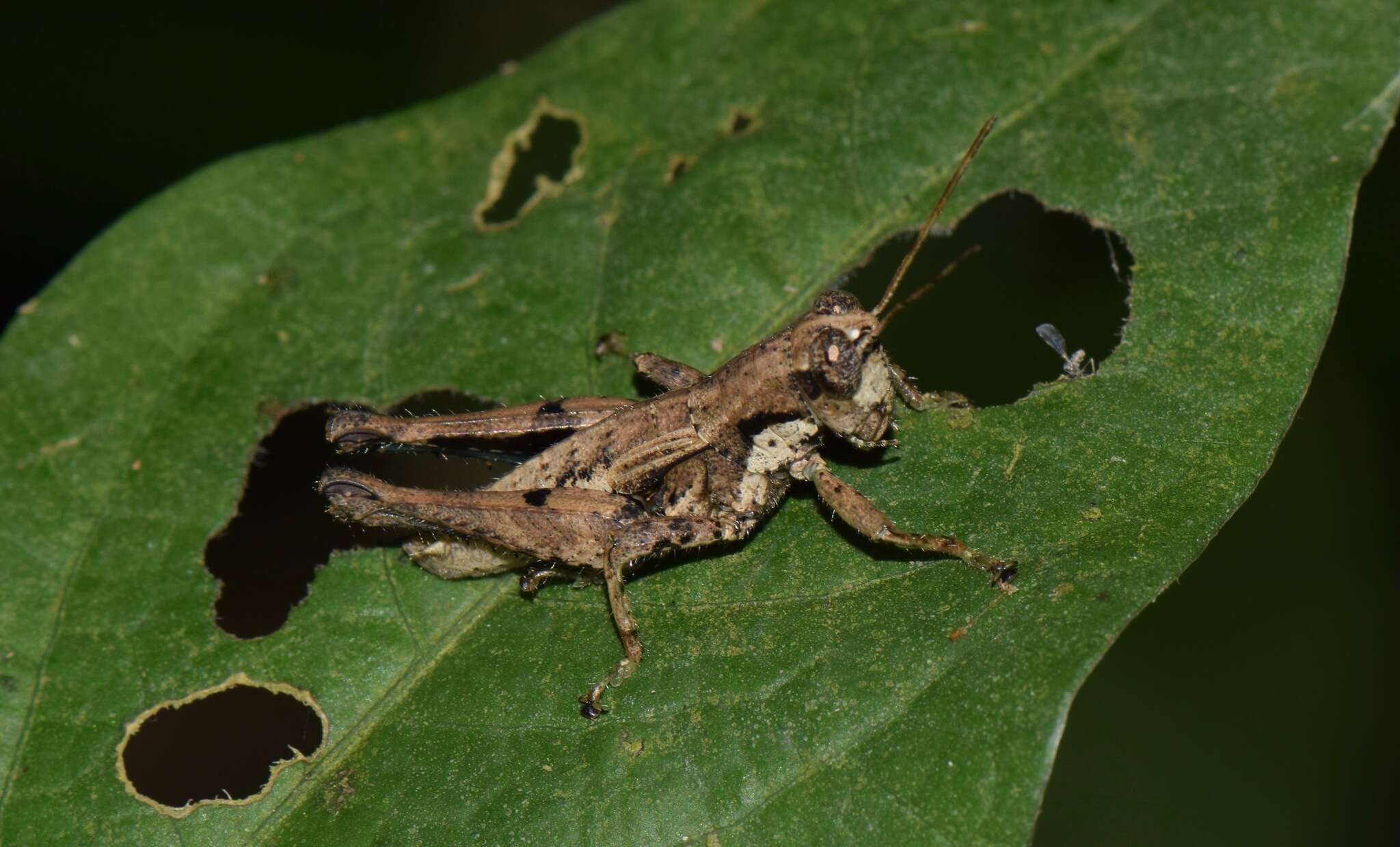 صورة Robustusacris balzapambae (Rehn & J. A. G. 1913)