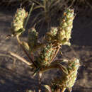 Image of Plantago squarrosa Murr.