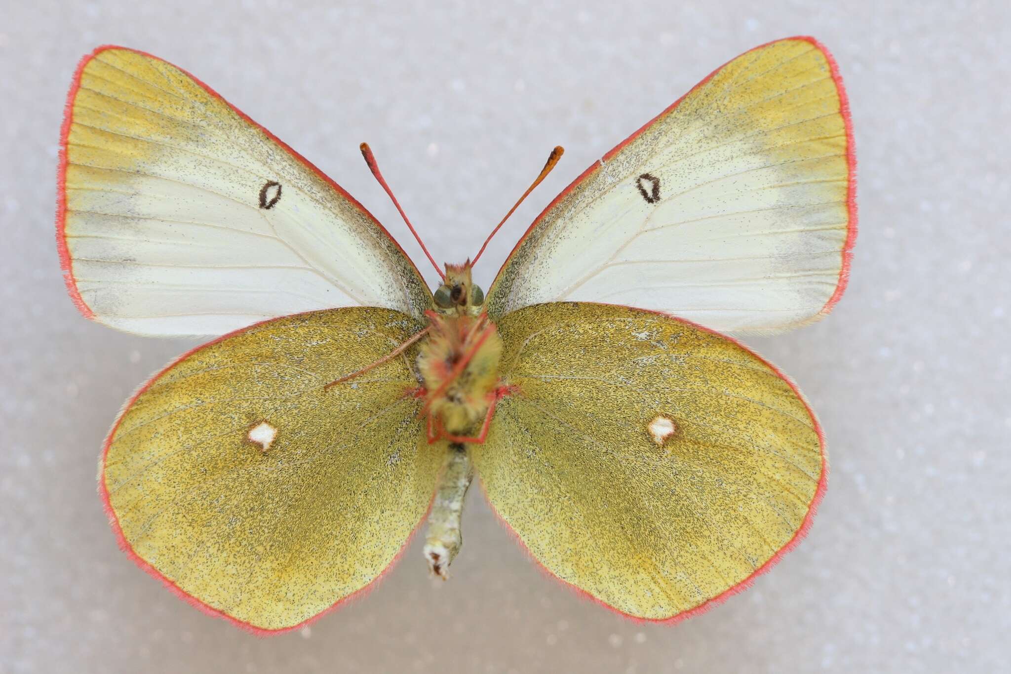 Image de <i>Colias palaeno europomene</i> Ochsenheimer 1816