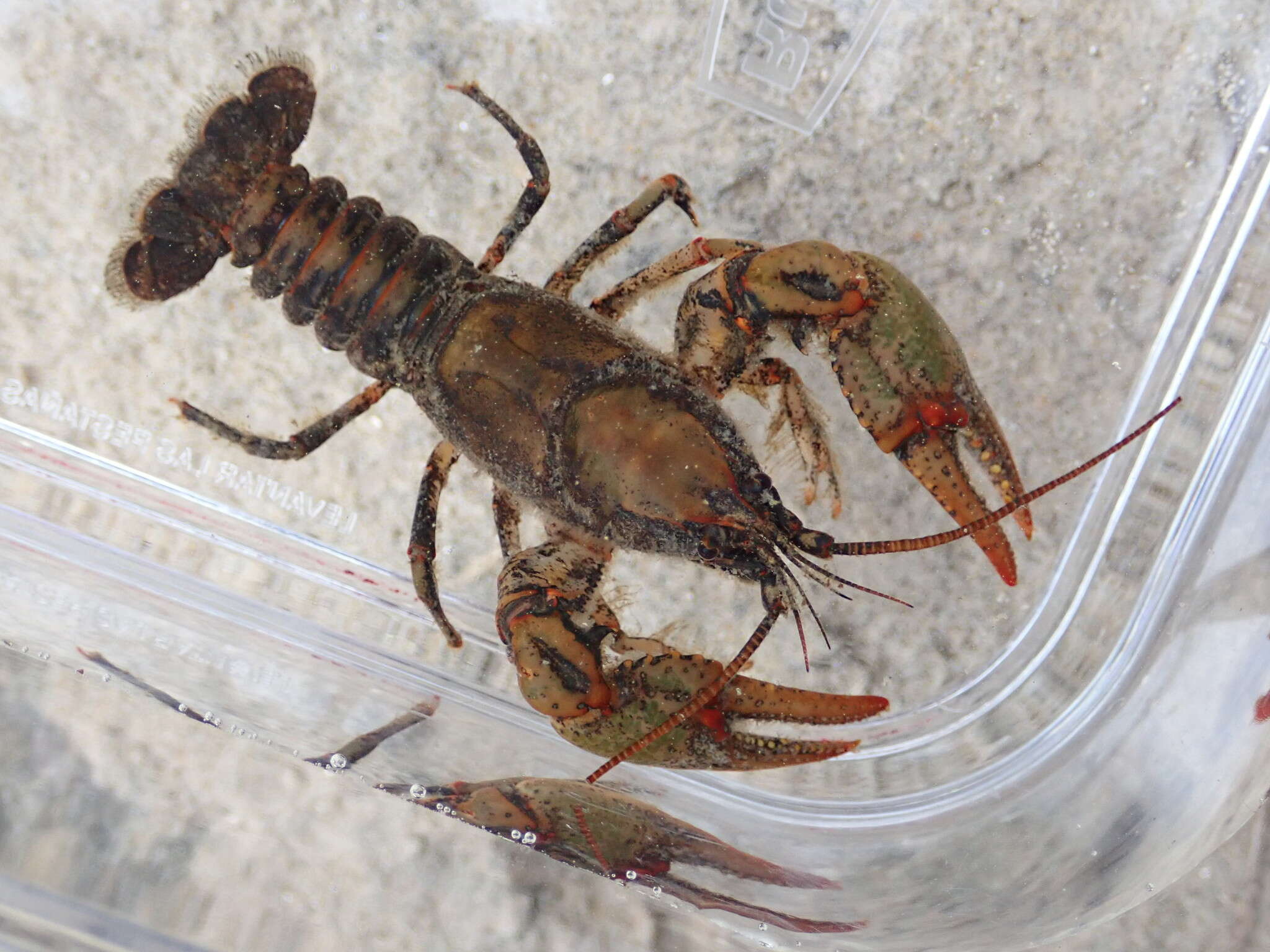 Image of Chattahoochee Crayfish