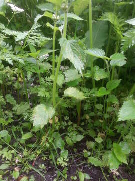 Image of Peronospora lamii