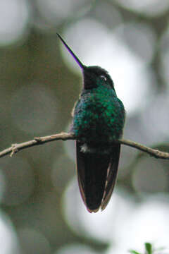 Image of Buff-winged Starfrontlet