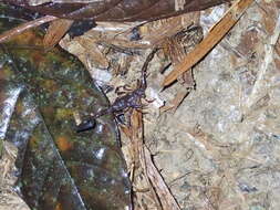 Image of Tityus tenuicauda Prendini 2001