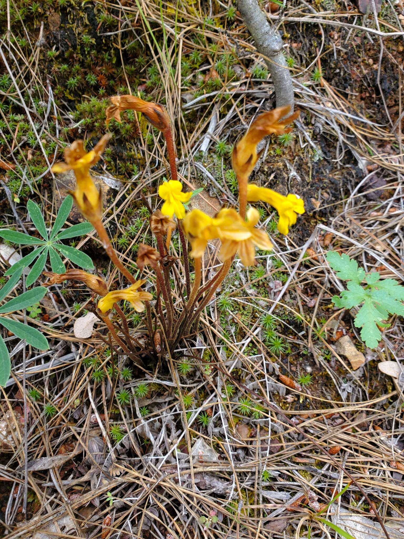 Image of Aphyllon epigalium subsp. epigalium