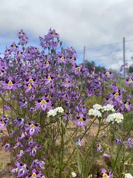 Image of Schizanthus carlomunozii