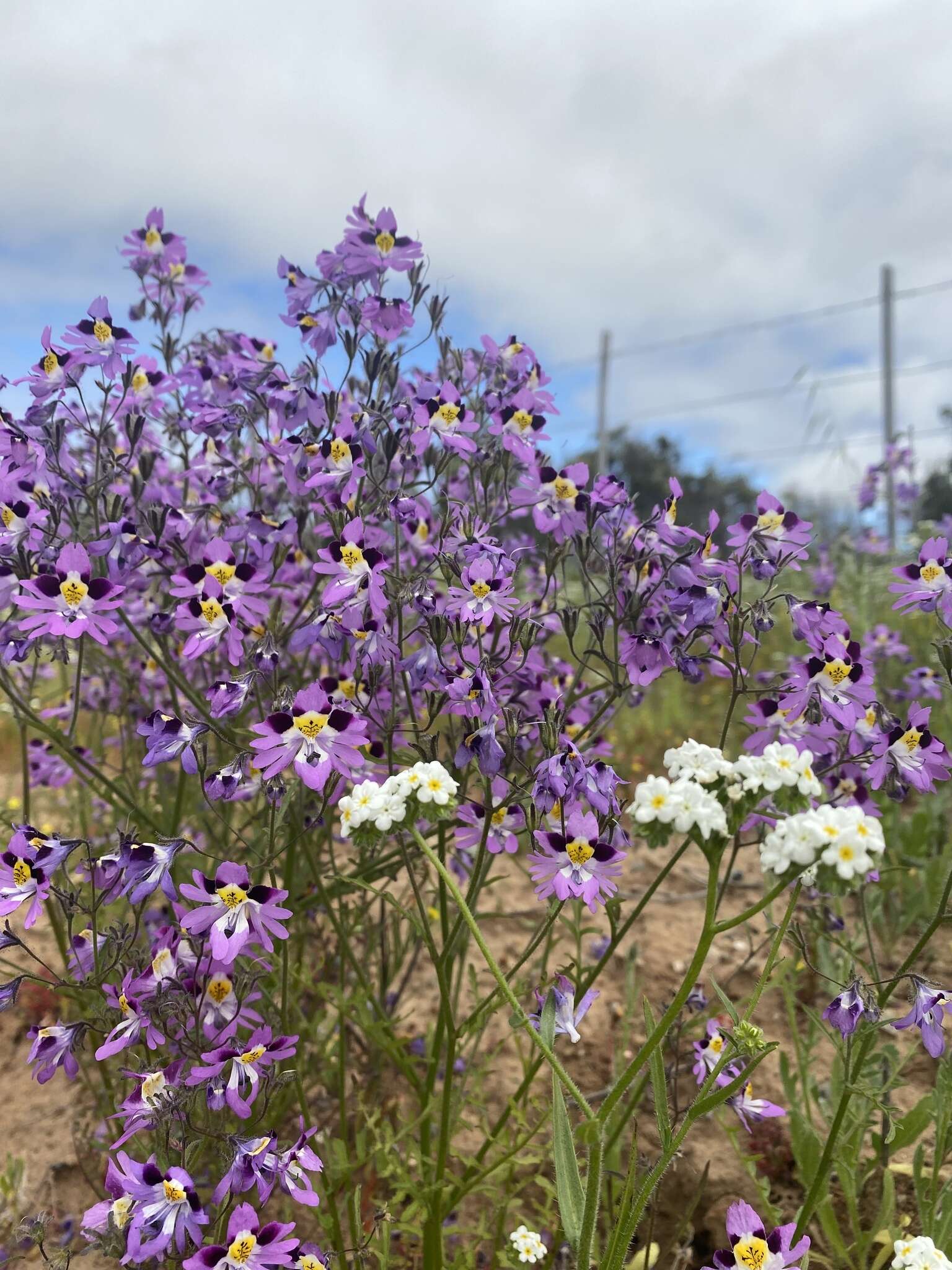 Image of Schizanthus carlomunozii