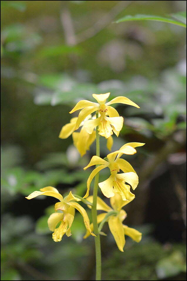 Image of Calanthe striata R. Br. ex Spreng.