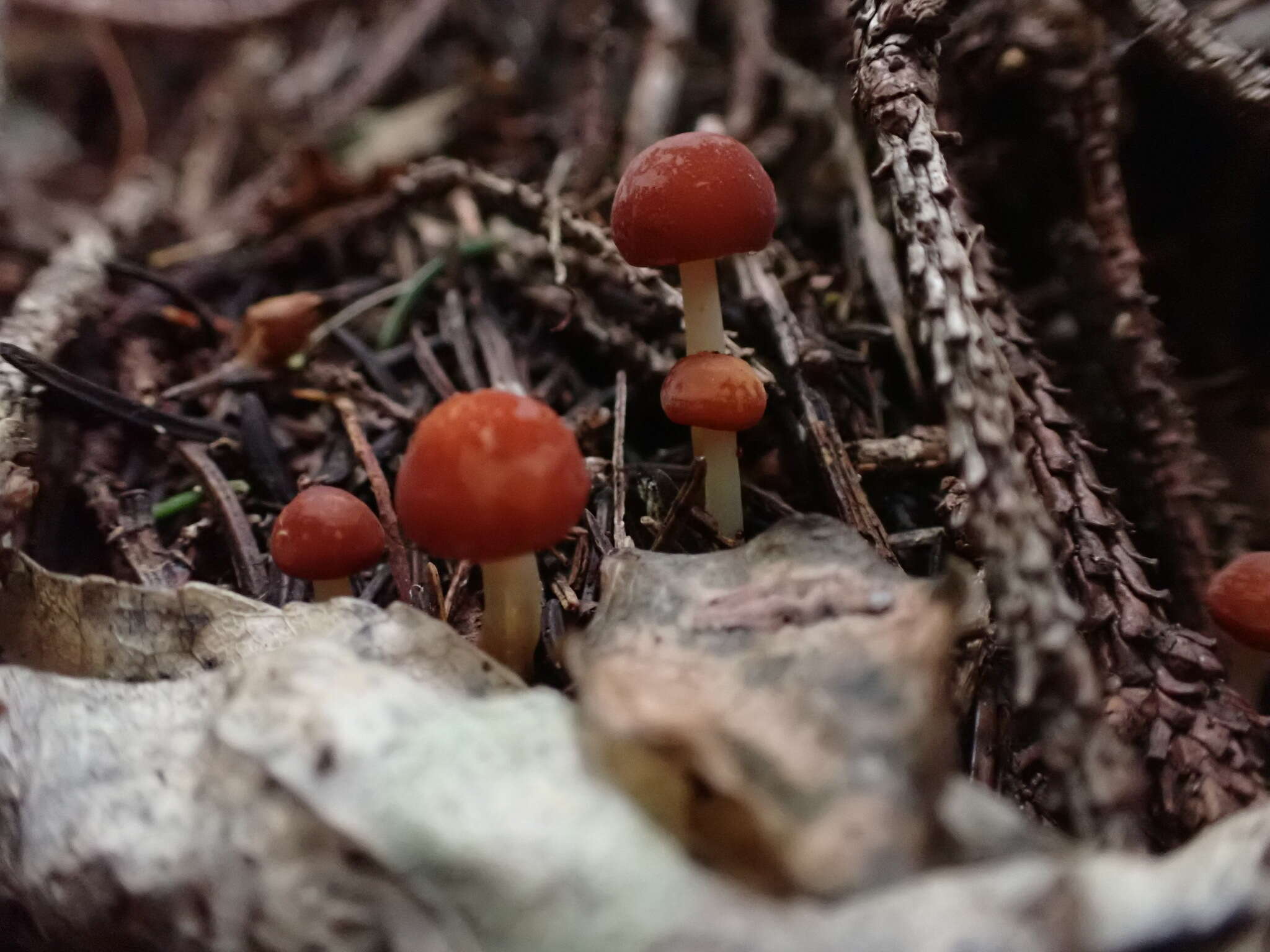 Слика од Marasmius croceus G. Stev. 1964