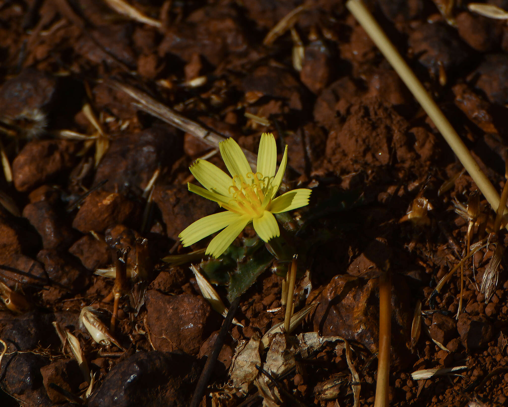 Image of Launaea sarmentosa (Willd.) Sch. Bip. ex Kuntze