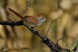 Image of Pale-breasted Spinetail