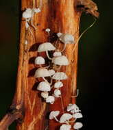 Sivun Mycena albidocapillaris Grgur. & T. W. May 1997 kuva