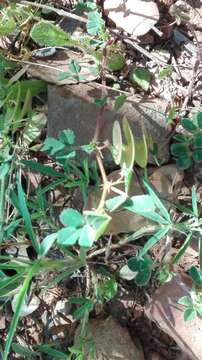 Image of blackdisk medick