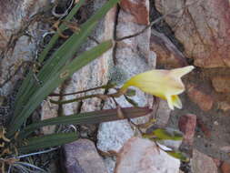 Image of Freesia occidentalis L. Bolus