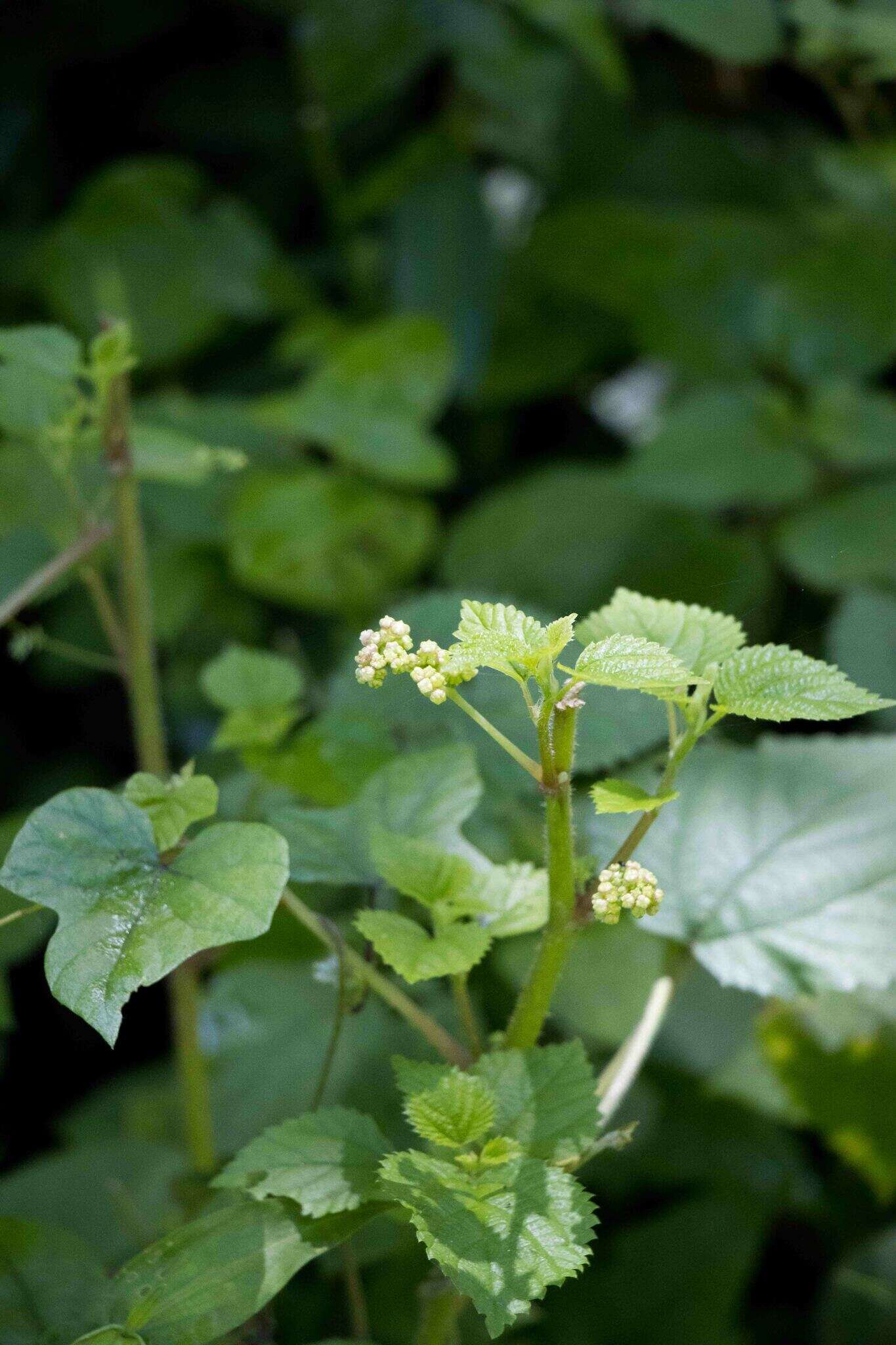 Imagem de Laportea peduncularis subsp. peduncularis