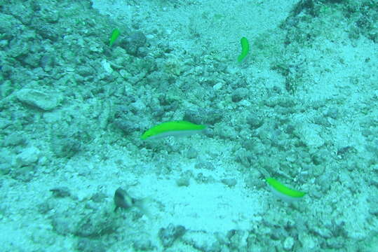 Image of Canarytop wrasse