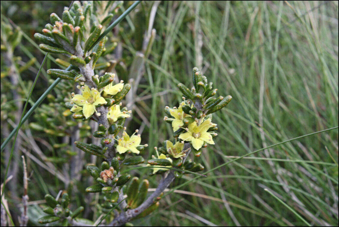 Image of Asterolasia trymalioides F. Müll.